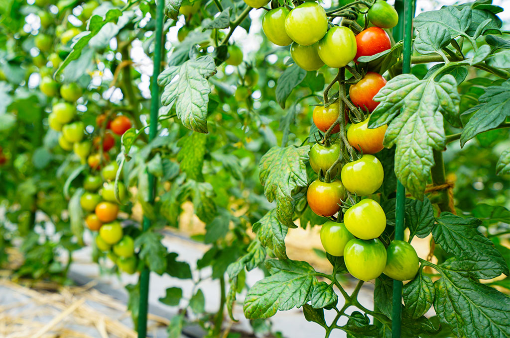 plant cages 1024680