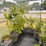 GROWNEER Crop Cage 4' x 8' with 12 Ground Staples photo review