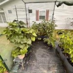 GROWNEER Crop Cage 4' x 8' with 12 Ground Staples photo review