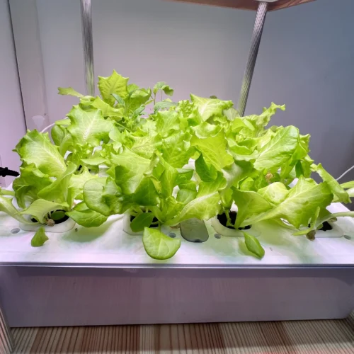 Growneer HydroEasy1.0 photo review