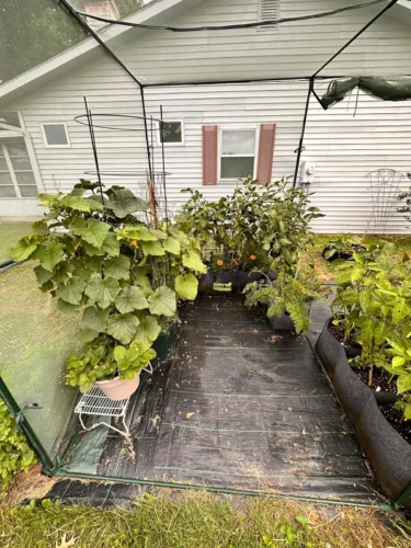 GROWNEER Crop Cage 4' x 8' with 12 Ground Staples photo review