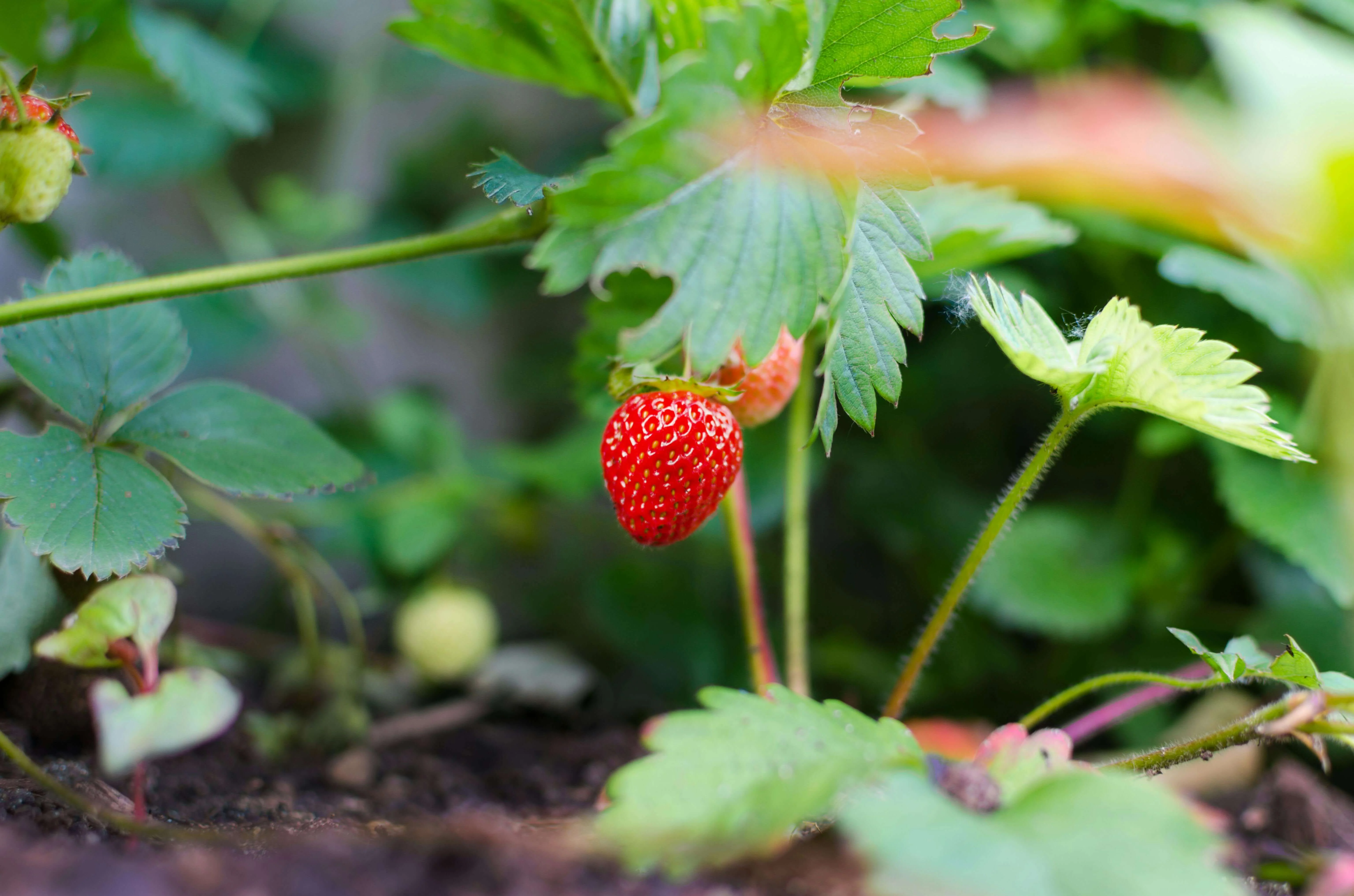 How to Grow Garden Strawberry Seeds Indoors 4