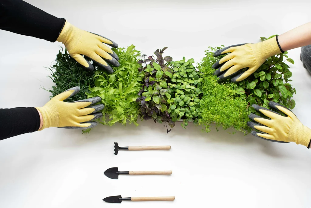 5 microgreens seedlings