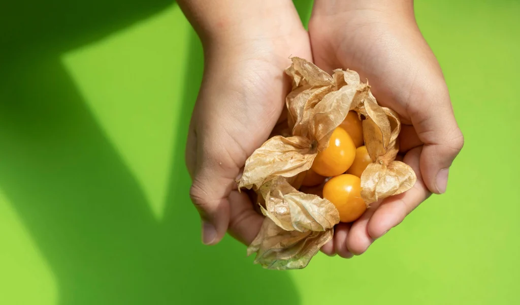 cape_gooseberry_physalis_(7)